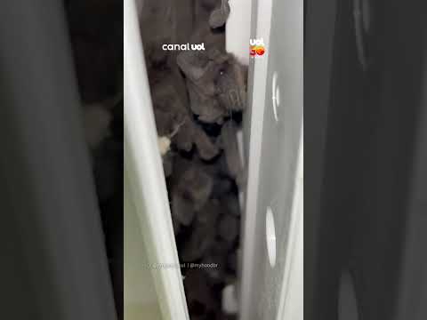 Mais de 50 morcegos são encontrados dentro de ar-condicionado thumbnail
