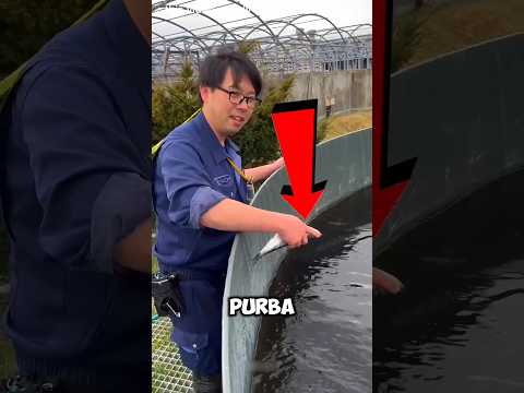 cara rahasia manggil ikan umur 100 tahun 😱 thumbnail