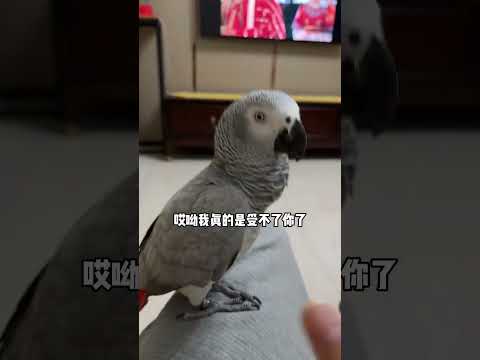 大鹦鹉说“师傅被妖怪娶走了”，好像也没错！#鹦鹉说话#鹦鹉和猫和谐相处#领先烘焙猫粮#领先猫粮 thumbnail