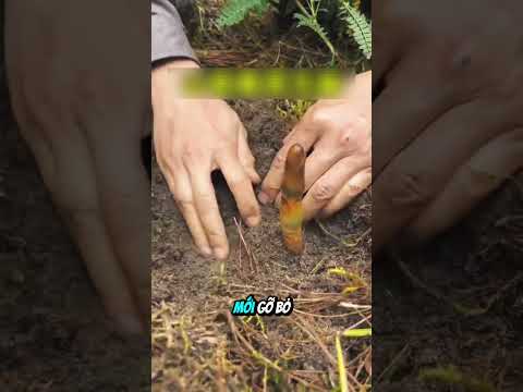 Đào lên vật lạ ai ngờ là củ của cây thiên ma #shorts thumbnail