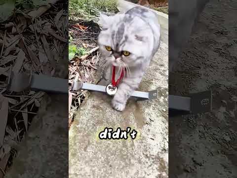 Cat Wore a Magnet to Hunt Metal— Didn’t Expect Love to Stick Too! #usa thumbnail