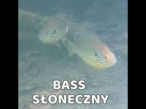 CZY WIESZ, ŻE W POLSKICH JEZIORACH ŻYJĄ EGZOTYCZNE RYBY  #nurkowanie #scubadiving #scuba thumbnail