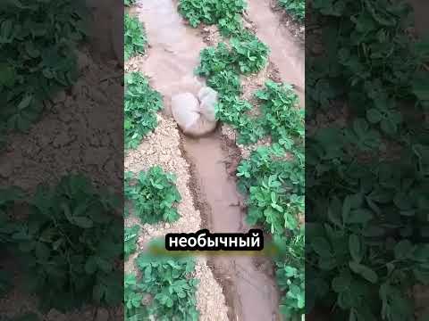 💧 Умный способ замедлить воду на поле! #фермерство #полив #сельскоехозяйство thumbnail