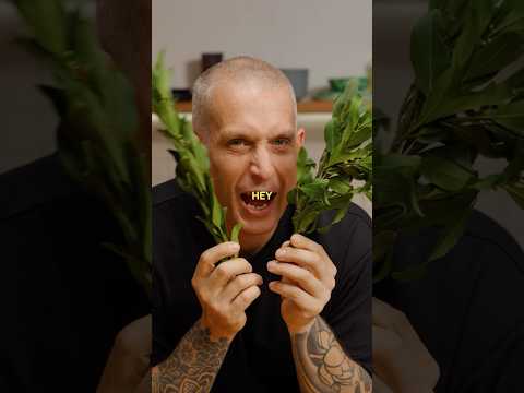 Do bay leaves taste like anything?  🍃￼ thumbnail