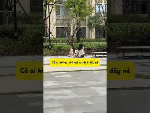 Định bắt đền t á, t đâu có ngu #dogcute #nuoicho #chocung thumbnail