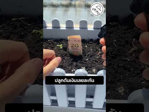 ปลูกต้นเงินเลยละกัน thumbnail