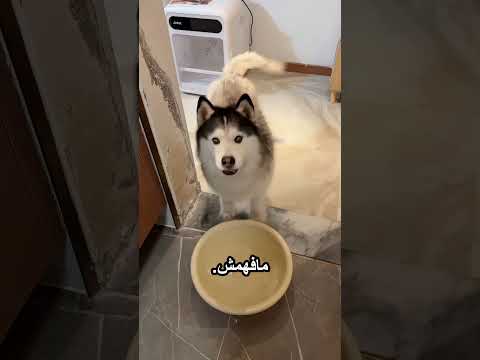 بيهزر مع كلبه بطريقة مضحكة thumbnail