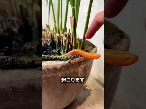 タウナギ thumbnail