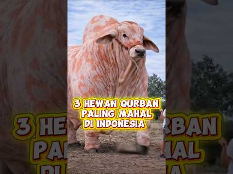 3 Hewan Qurban Paling Mahal Di Indonesia! thumbnail