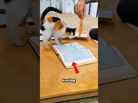Kenapa Kucing Menghindari Al-Qur’an? thumbnail