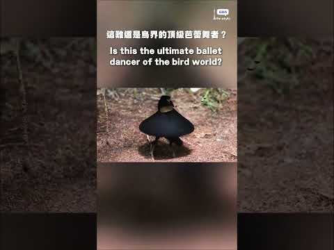 這難道是鳥界的頂級芭蕾舞者？#小鳥 #芭蕾舞 thumbnail