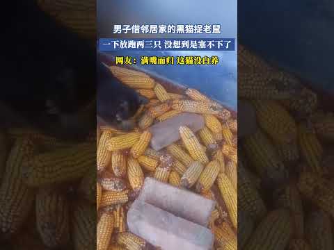 男子借鄰居家的黑貓捉老鼠，一下放跑兩三只，沒想到是塞不下了，網友：滿嘴而歸這貓沒白養 #共鳴 #大熱門 thumbnail