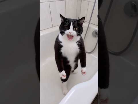 Funny Karate Cat 🤣❤️👻 #shorts thumbnail