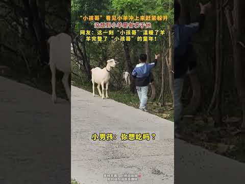 治癒一幕！  「小孩哥」看見小羊衝上來趕緊躲開，沒想到小羊是有求於他......網友：這一刻「小孩哥」溫暖了羊，羊完整了「小孩哥」的童年！ thumbnail