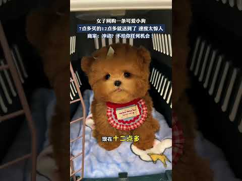 女子網購一隻可愛小狗，7點多買的12點多就送到了，速度太驚人！ ！ ！ #搞笑 #大熱門 #china thumbnail