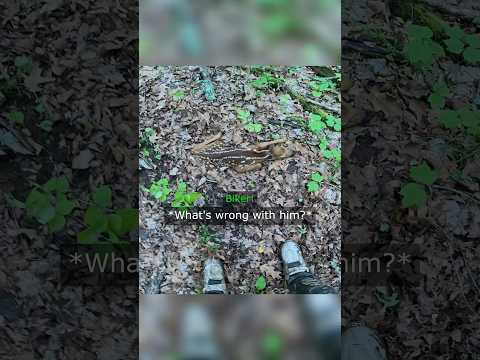 Biker Found A Fawn But Then Unexpected Happened… thumbnail