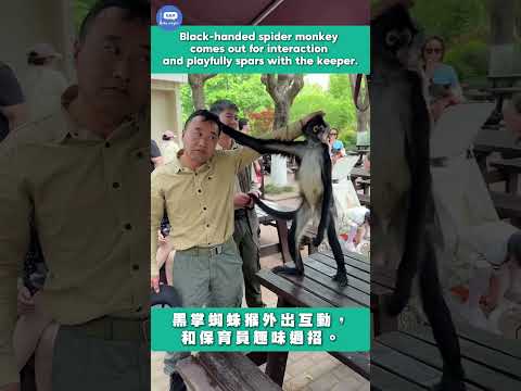 黑掌蜘蛛猴外出互動，和保育員趣味過招。#動物園 thumbnail