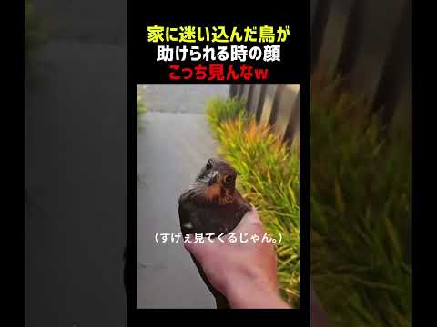 家に迷い込んだ鳥 助けた結果→「すげぇ見てくるじゃん」 thumbnail
