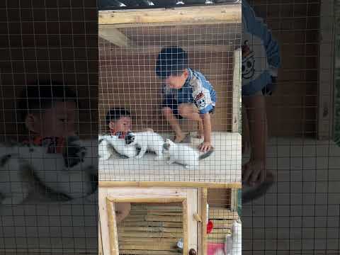 Aijaz dan Eren Bermain didalam kandang kucing thumbnail