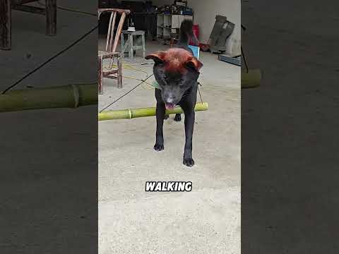 Methods to prevent dogs from chasing cars#animals #funnyanimal #funny #cute #dog thumbnail