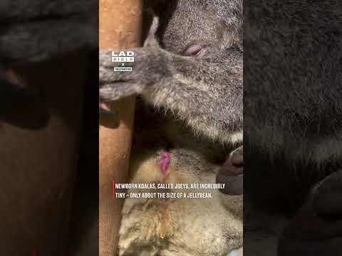 We saw a baby koala being born 🤯 thumbnail