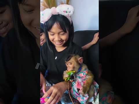 Gas sabar nih Cia main ambil aja 😂🤭 #shortvideo #short #monkey #monyet #animals thumbnail