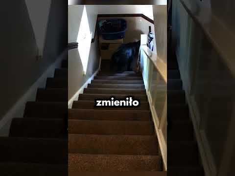 Zjeżdżał Na Brzuchu, Gdy Stało Się TO!😭 thumbnail