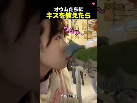 キスを教えたらマネするオウム🐦 thumbnail