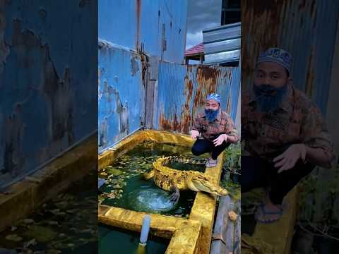 orang miskin pelihara buaya, orang kaya pelihara harimau ! thumbnail