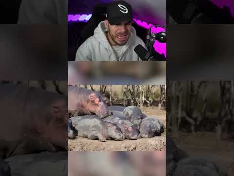 So Schlafen Tiere 🐸 #shorts thumbnail