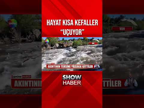 Van Gölü'nün incileri göçe başladı #showanahaber #shorts thumbnail