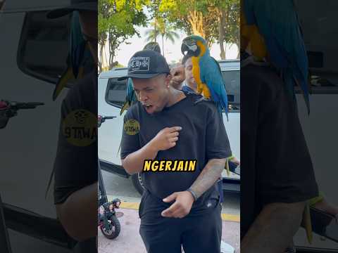 BURUNG Beo Ini GANGGUIN Cowok Ini ❗😂#lucu #ngakak #videoviral thumbnail