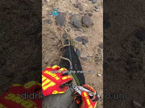 Your Clothes Are Choking the Ocean: Seal Rescue thumbnail