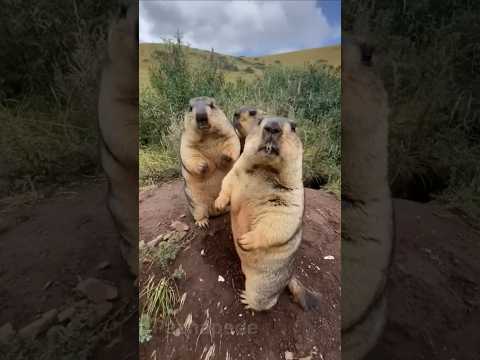 Cutest Chubby fighter✨️...subscribe for more 👍 thumbnail
