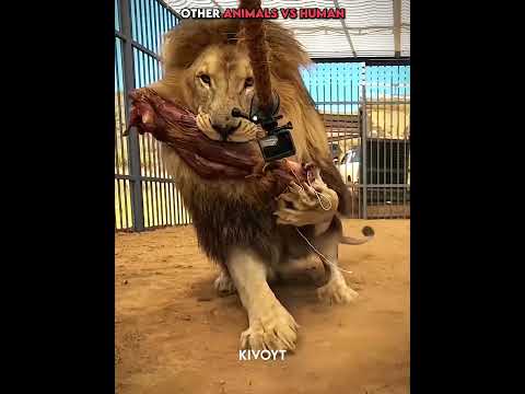 Other Animals vs Human vs Bear 💀 #edit #animal #skulledit #usa thumbnail