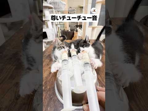 チューチュー音が可愛いすぎる｜PECO @mametarou17 thumbnail