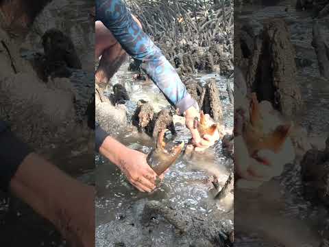 GIANT MUDCRAB! Barehanded Catch in Mangroves thumbnail