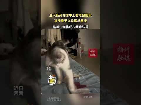 主人新买的床垫上有老鼠图案，猫咪看见立马挥爪暴揍 thumbnail