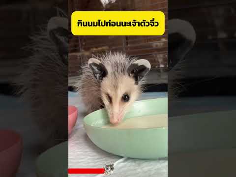 ลูกออปอซซัมหล่นลงจากหลังแม่ #Shorts #อาหารสมอง thumbnail