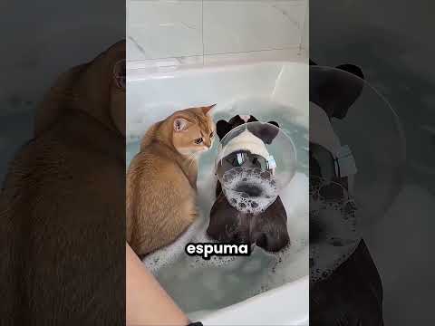 Este cachorro sempre é nojento 🤮😂 thumbnail