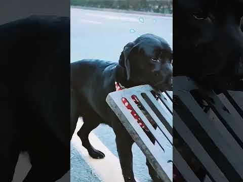 🐾💔 "الكلبة التي أنقذت الجميع… تركت خلفها آثارًا لن تُنسى أبدًا 😭✨" thumbnail