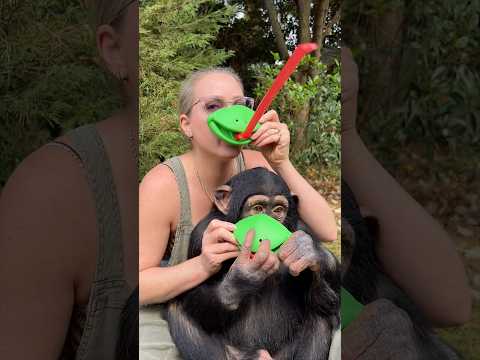 #lol #idk #frog #toy #chimp thumbnail