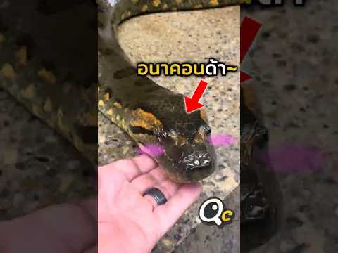 อนาคอนด้ากินคนไหม!? thumbnail
