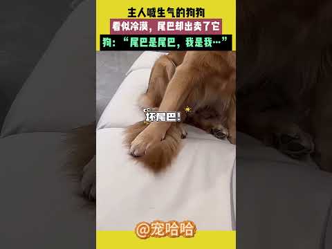 主人喊生氣的狗狗，看似冷漠，尾巴卻出賣了它，狗：“尾巴是尾巴，我是我” #宠哈哈 thumbnail