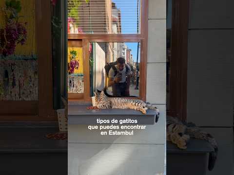 El último gatito me representará siempre. Vídeo completo de #Estambul en mi canal thumbnail