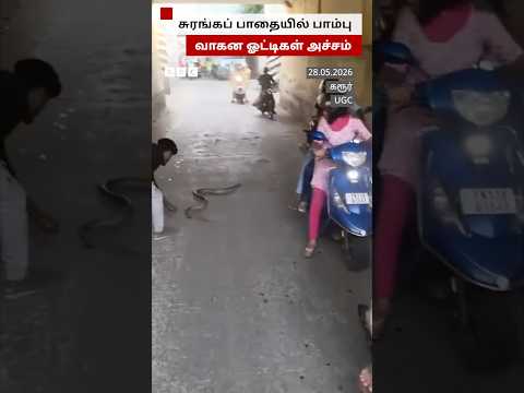 ரயில்வே சுரங்கப் பாதையில் சாரைப் பாம்பு; வாகன ஓட்டிகள் அச்சம் thumbnail