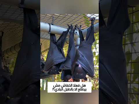 هل فعلا الخفاش مش بيطلع الا بالطبل البلدي؟! thumbnail