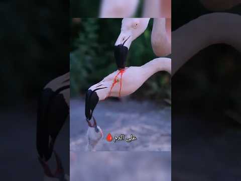 طيور Flamingo تطعم صغارها thumbnail
