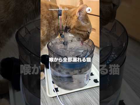 怪奇現象…？｜PECO thumbnail