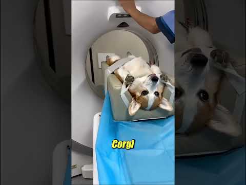 Hamster, kirpi ve kapibara: en komik BT anları ? thumbnail